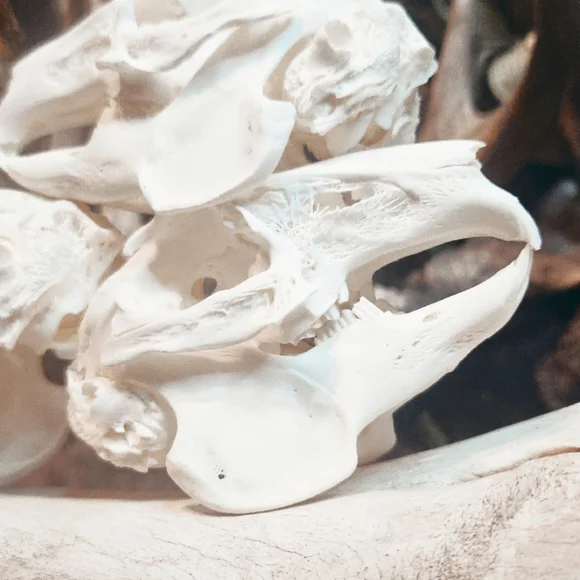 Domestic Rabbit Skulls - Picture 1 of 2